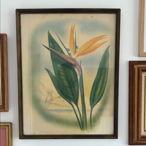Vintage Mundorff Bird of Paradise Framed Print